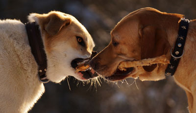Hundebetreuung Friedrichshain 1